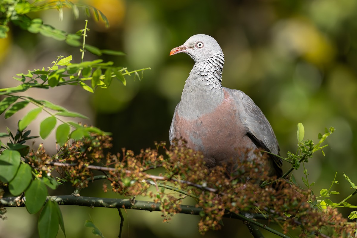 Trocaz Pigeon - ML637813691