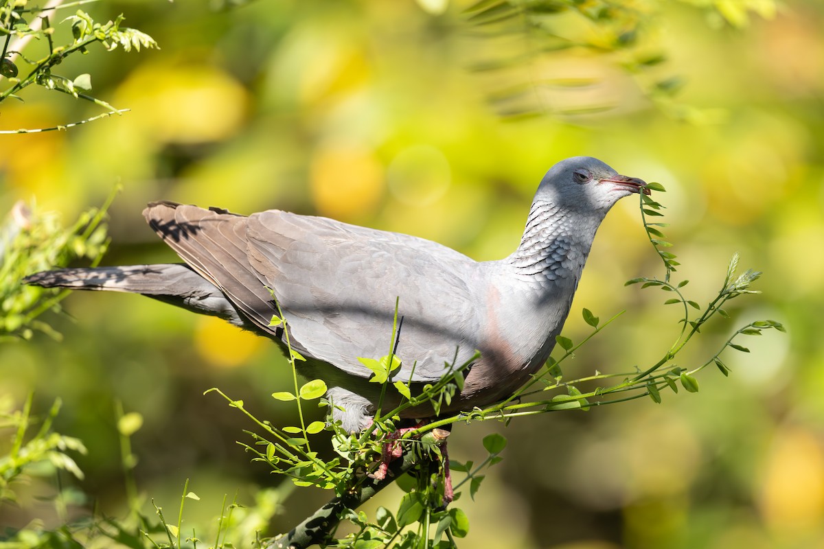 Trocaz Pigeon - ML637813693