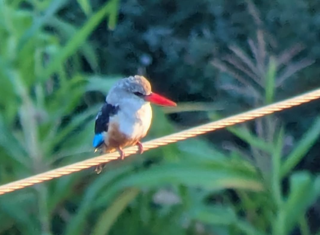 Gray-headed Kingfisher - ML637813696