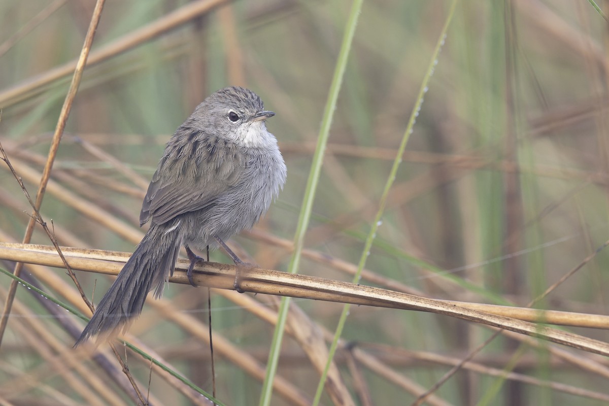 Swamp Grass Babbler - ML637813744