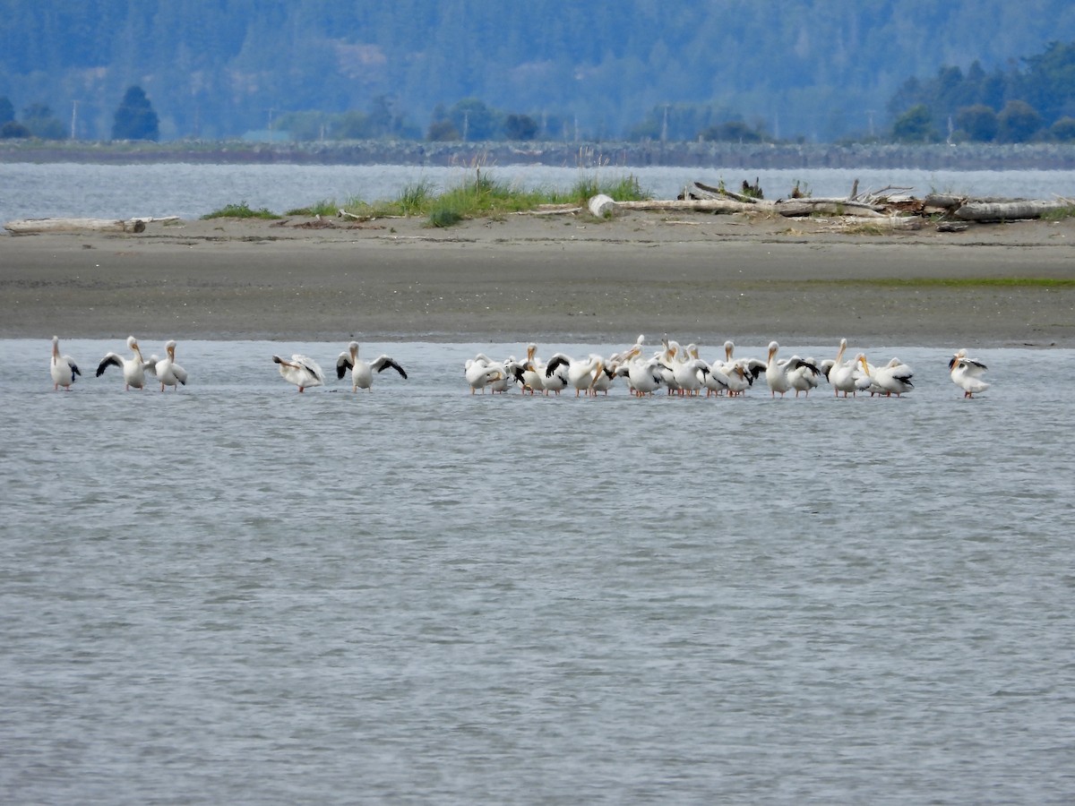 American White Pelican - ML637813747