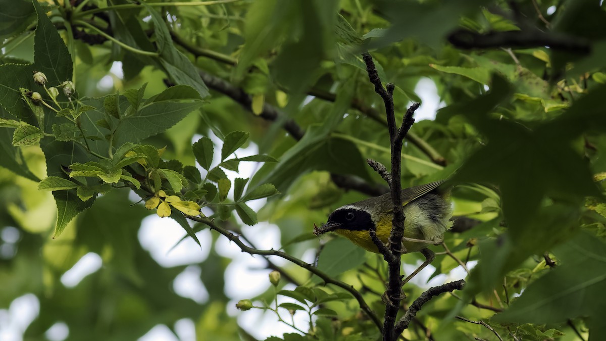 Common Yellowthroat - Todd Kiraly