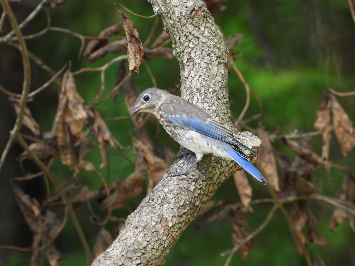 Eastern Bluebird - ML637813811