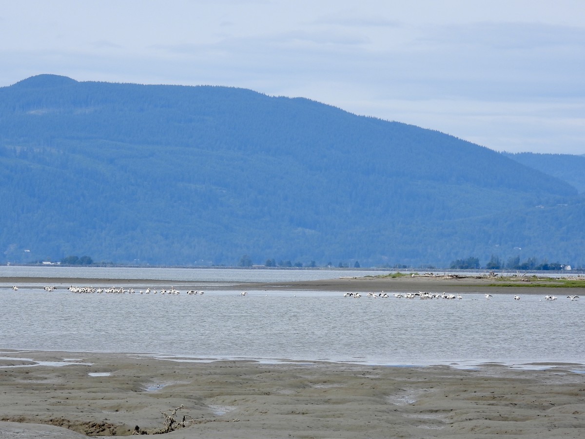 American White Pelican - ML637813813