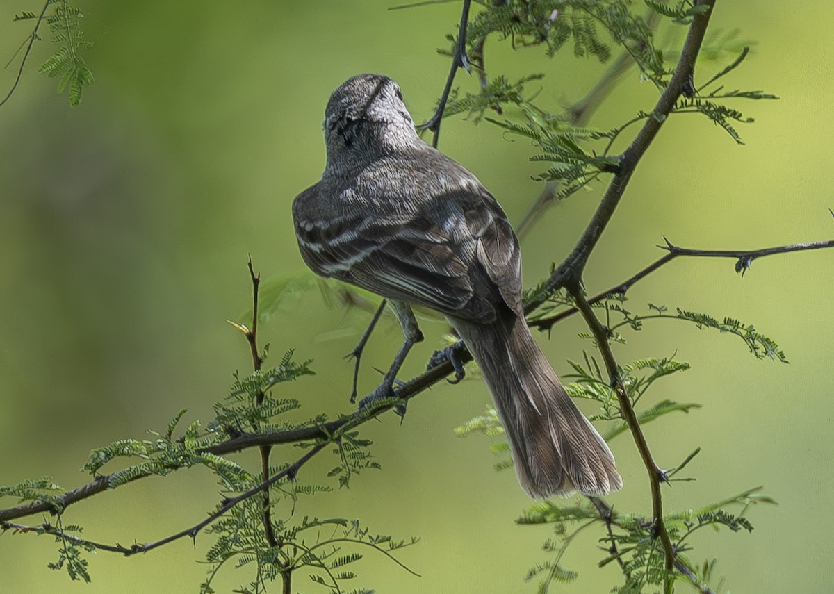 Southern Scrub-Flycatcher - ML637813820
