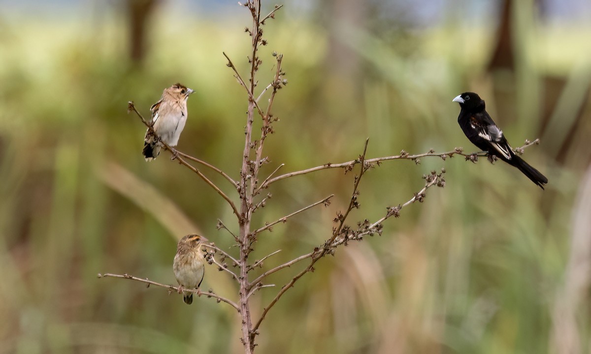 White-winged Widowbird - ML637813857