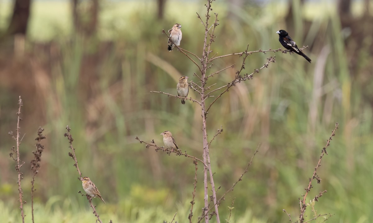 White-winged Widowbird - ML637813861