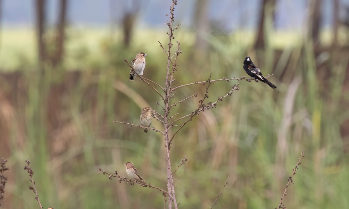 White-winged Widowbird - ML637813862