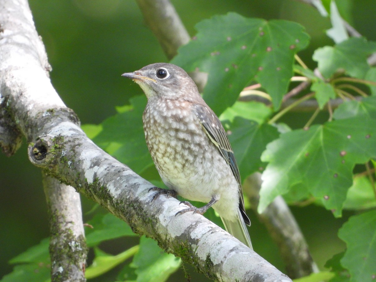 Eastern Bluebird - ML637813883