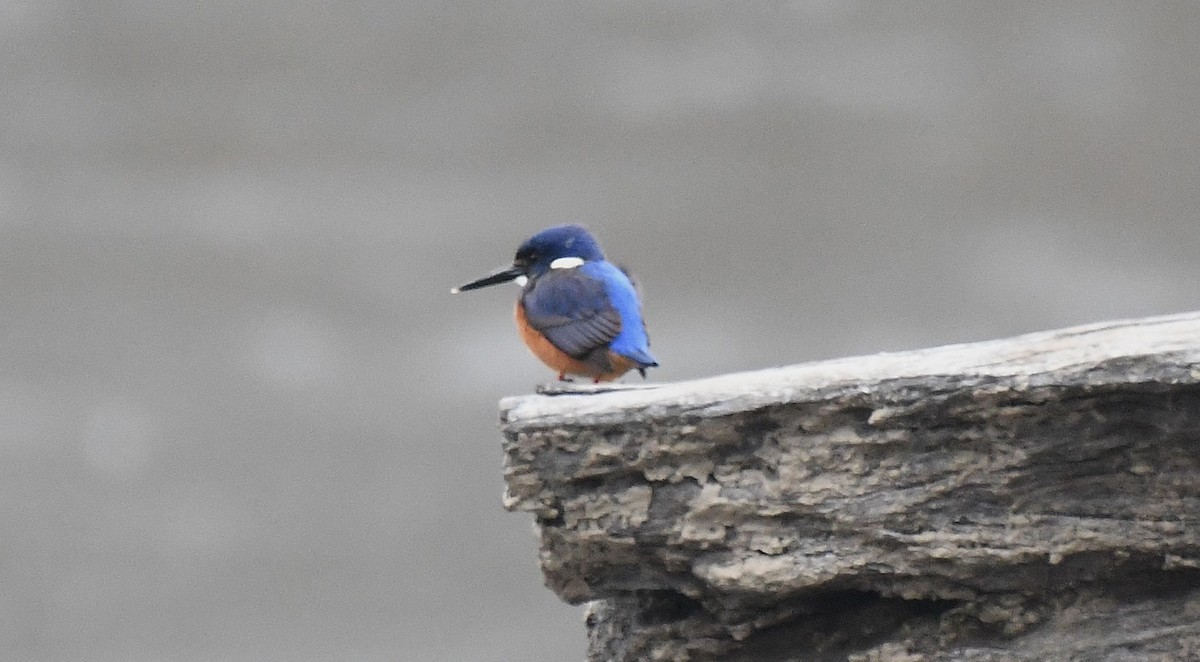 Azure Kingfisher - ML637813910