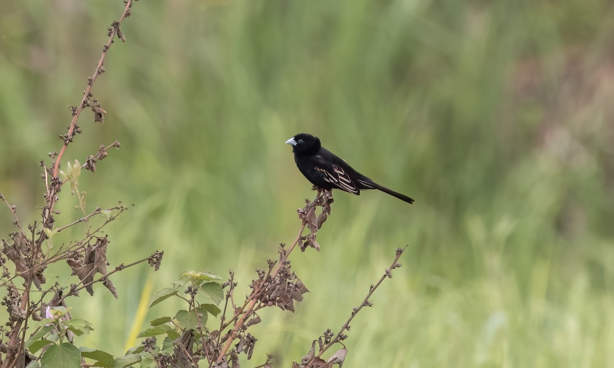 White-winged Widowbird - ML637813932