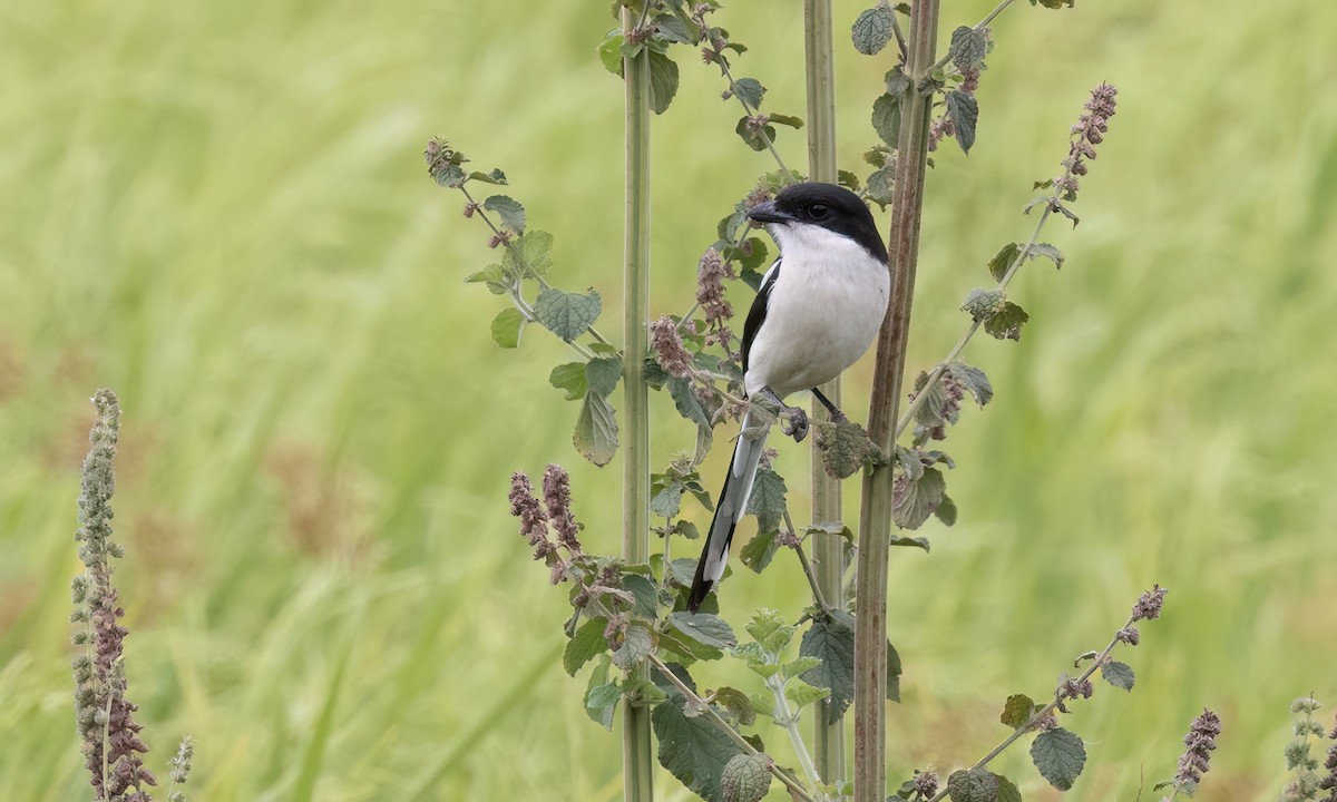 Northern Fiscal - ML637813966