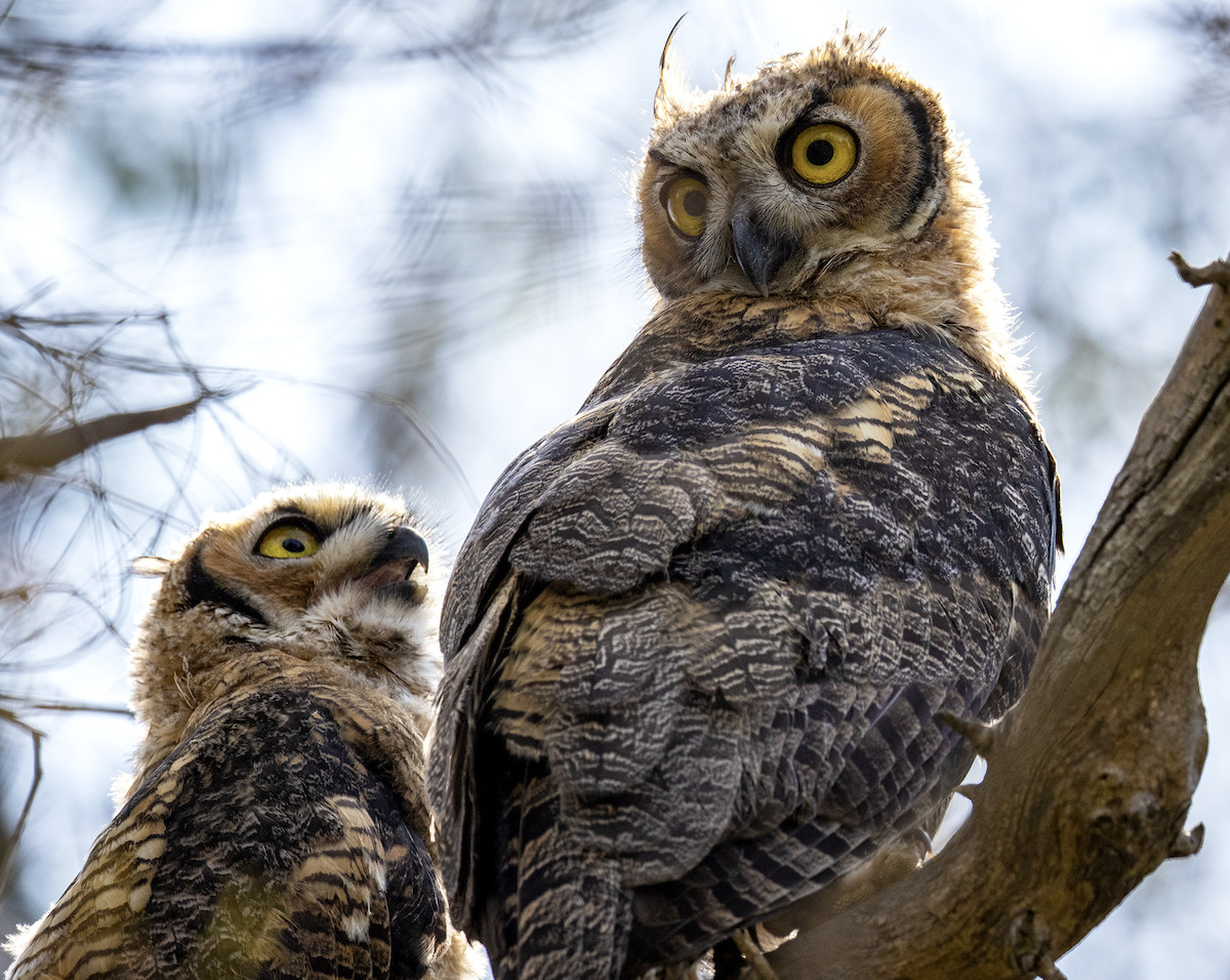 Great Horned Owl - ML637813996