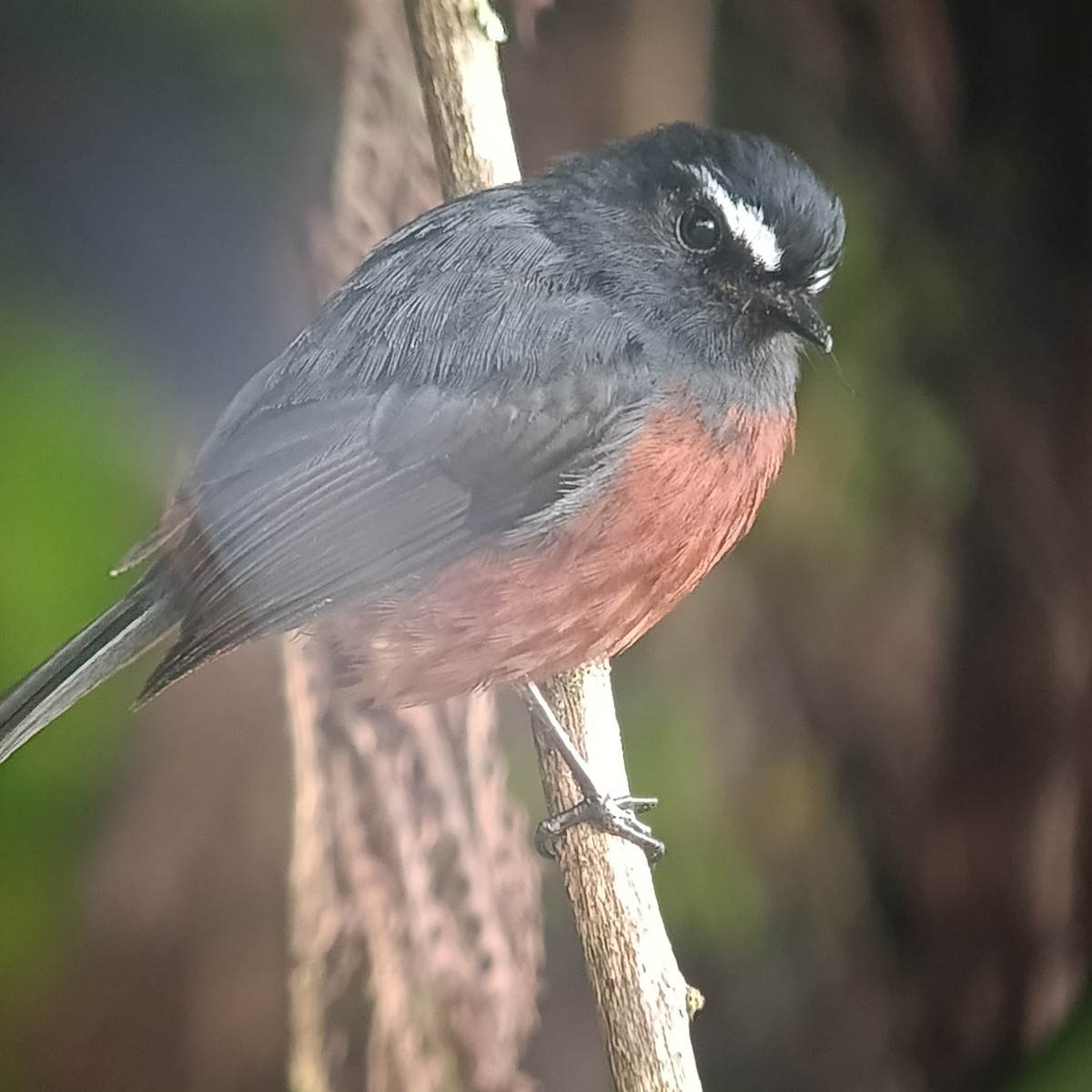 Chestnut-bellied Chat-Tyrant - ML637814092