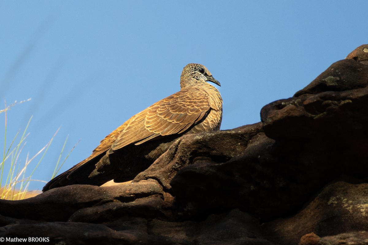 White-quilled Rock-Pigeon - ML637814094