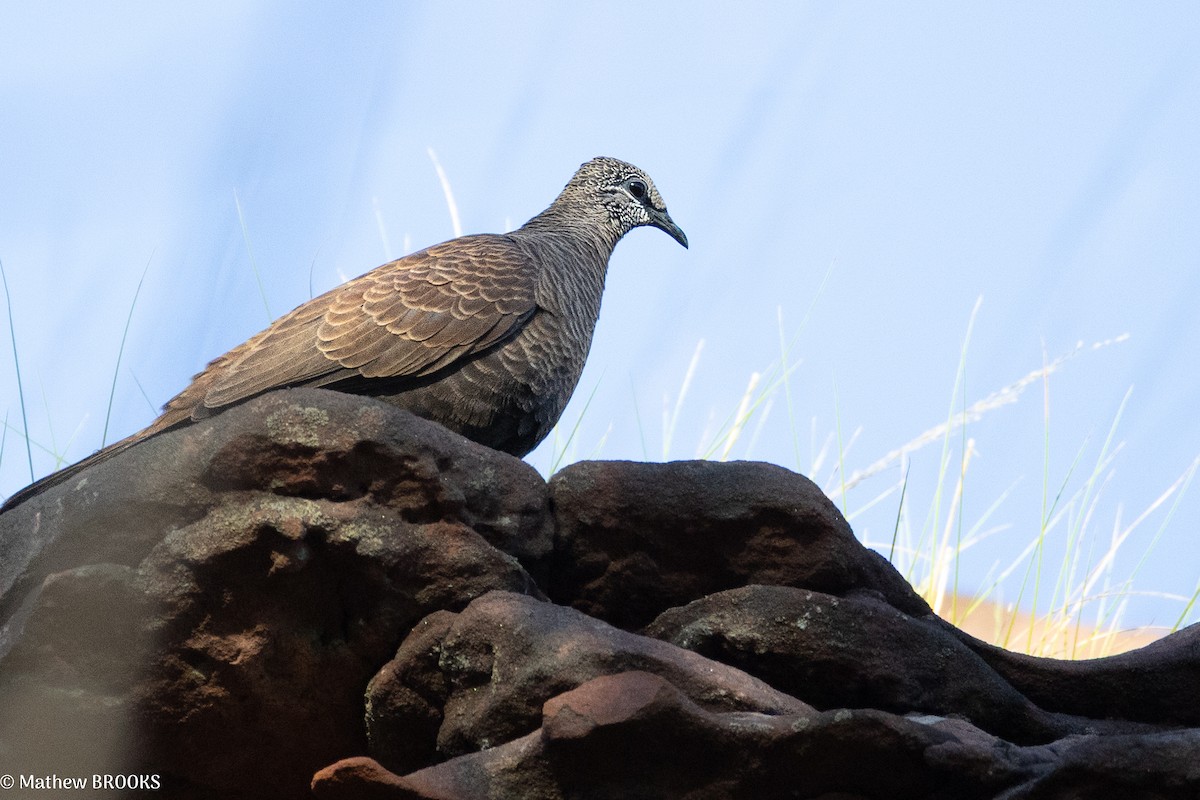 White-quilled Rock-Pigeon - ML637814095