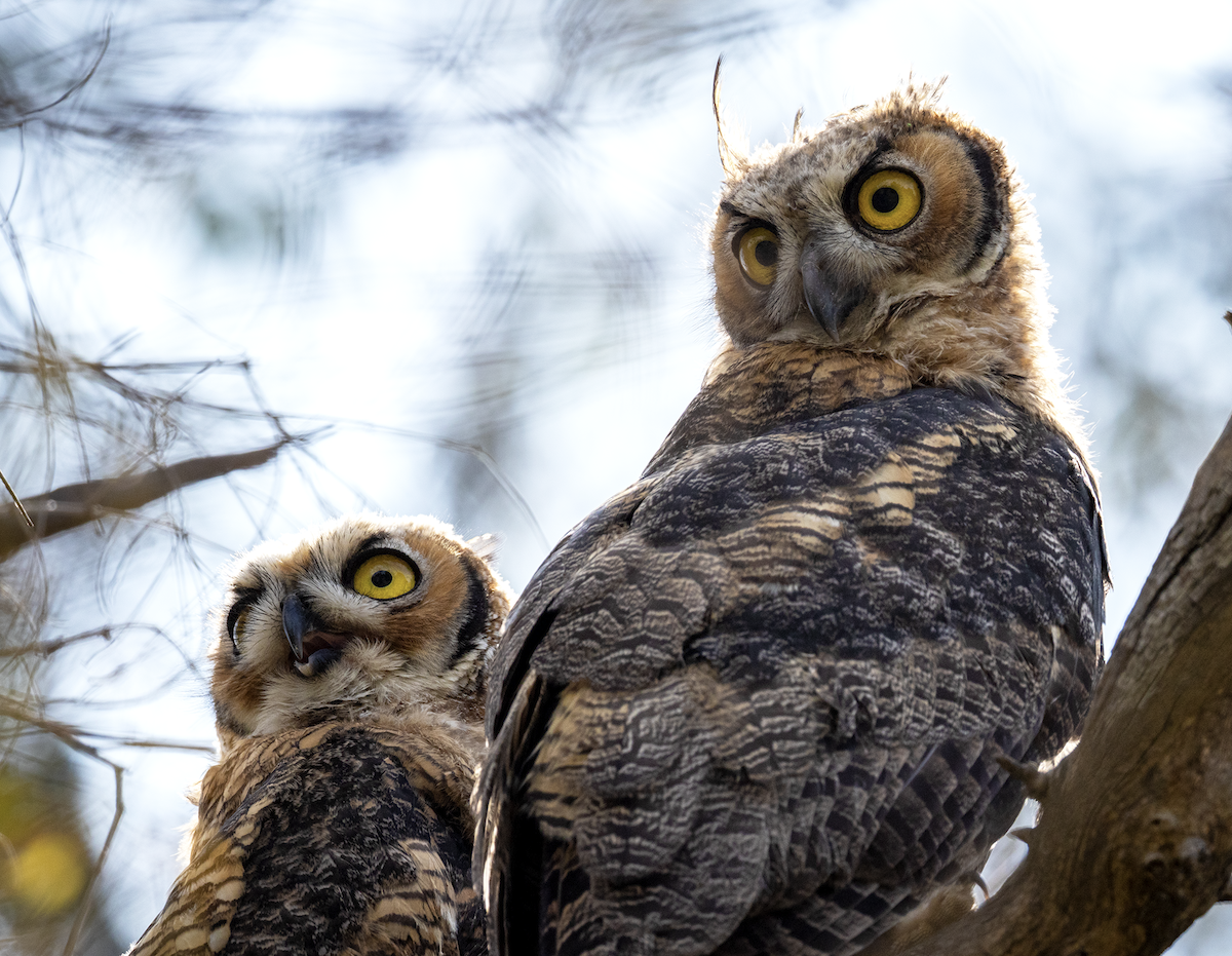 Great Horned Owl - ML637814101