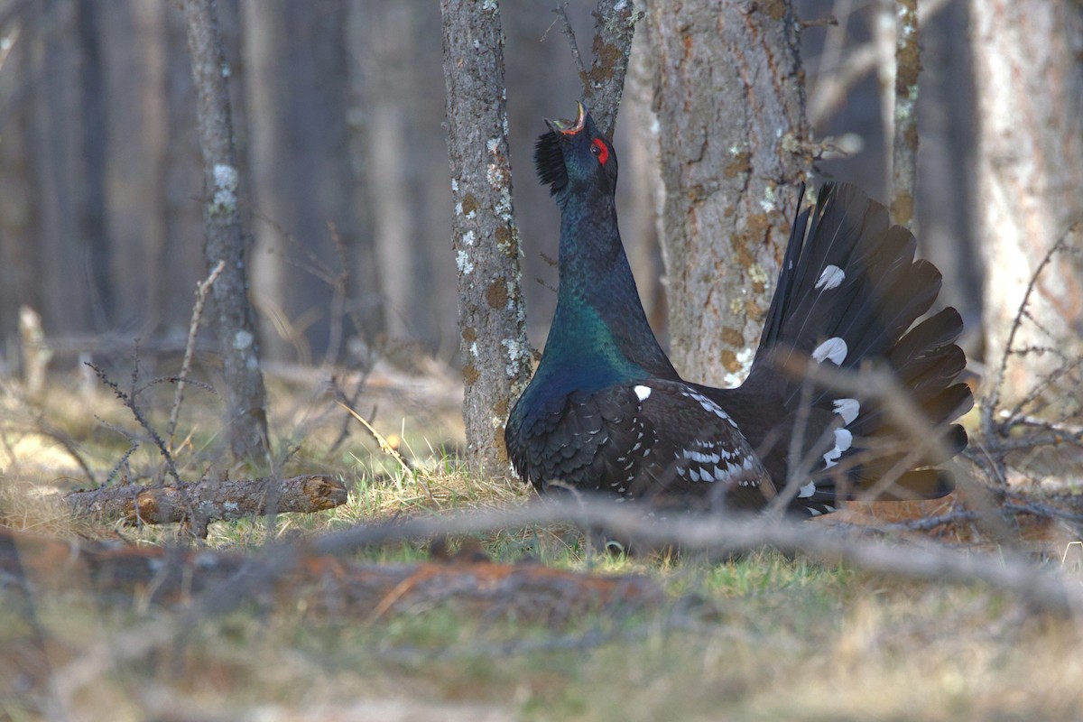 Black-billed Capercaillie - ML637814111