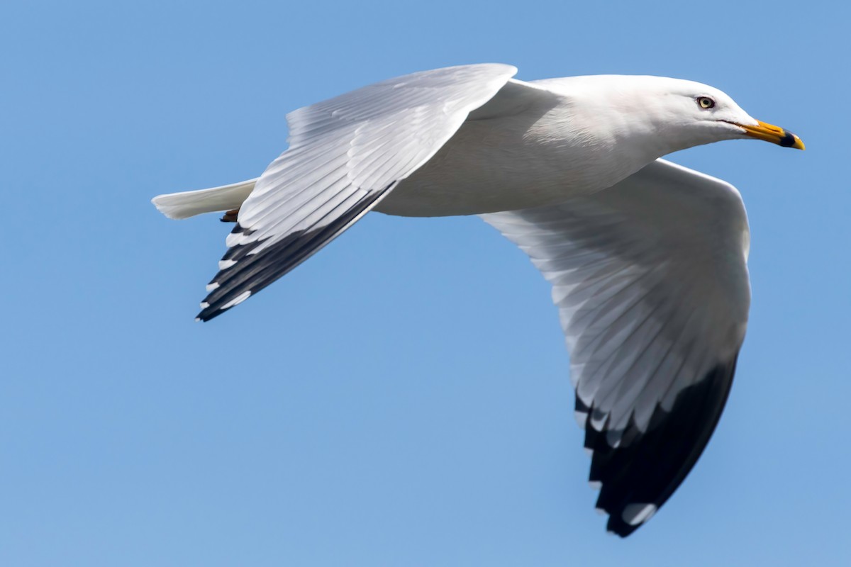Ring-billed Gull - ML637814118