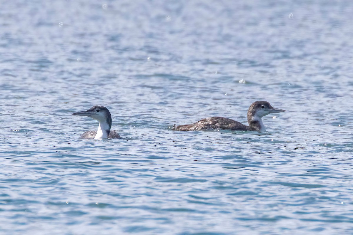 Common Loon - ML637814120
