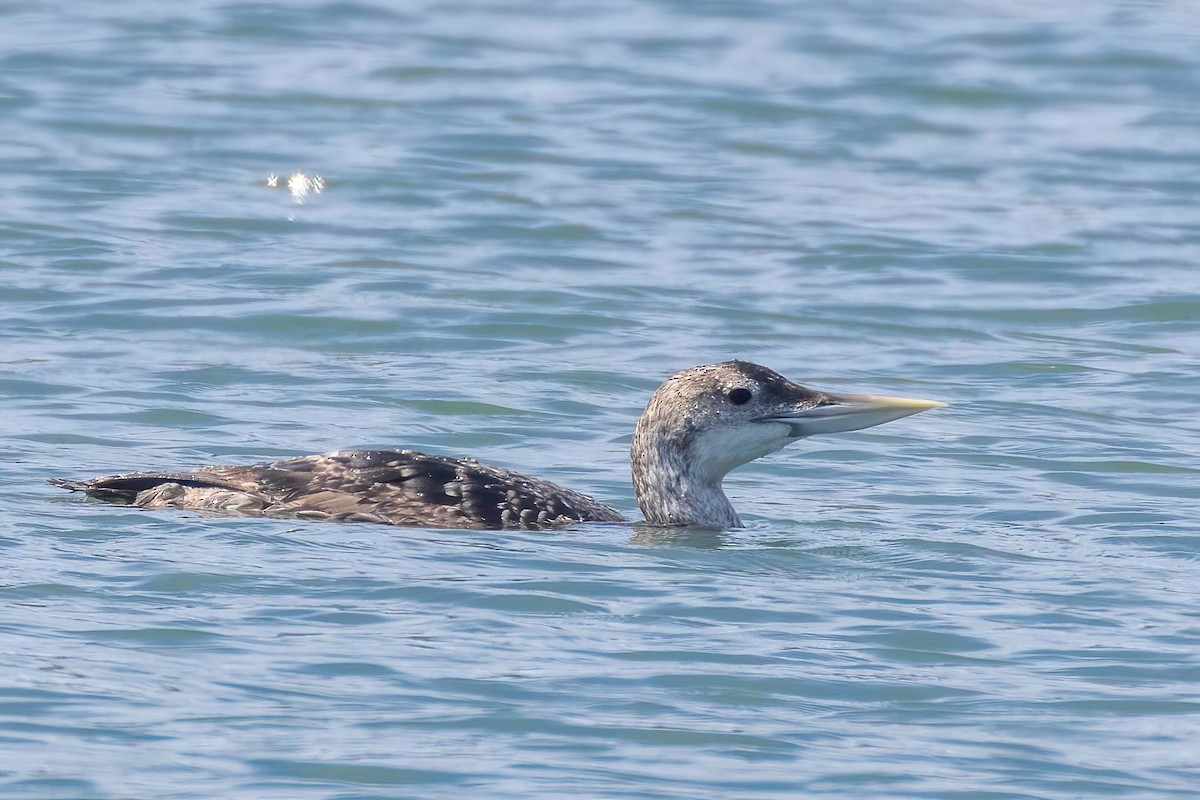 Yellow-billed Loon - ML637814124