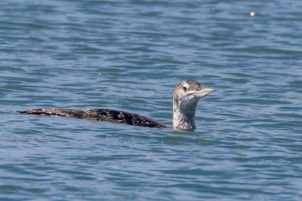 Yellow-billed Loon - ML637814125