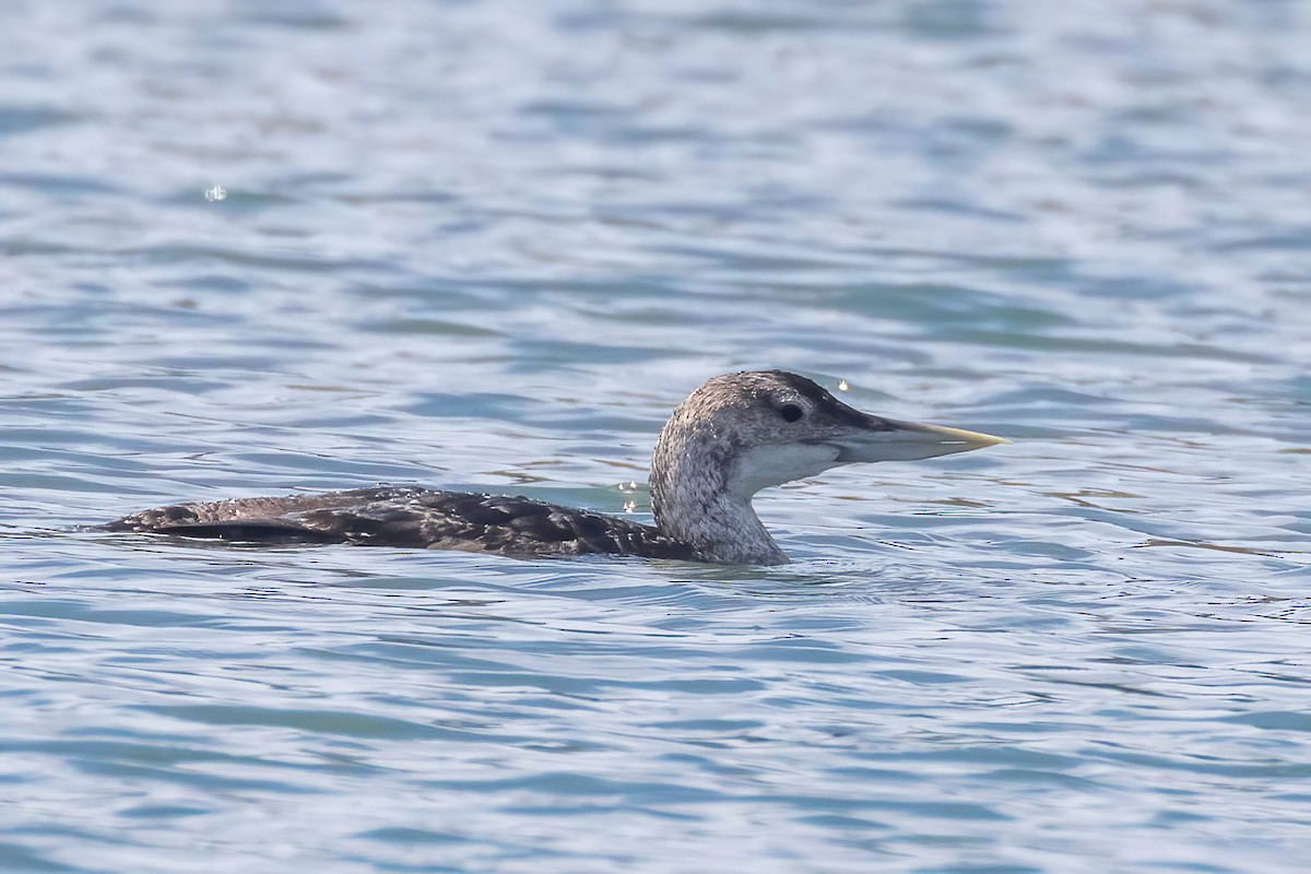 Yellow-billed Loon - ML637814128