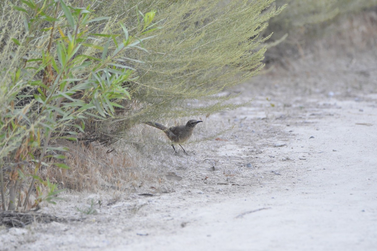 California Thrasher - ML637814197