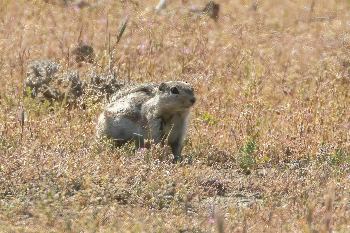 Nelson's Antelope Squirrel - ML637814206