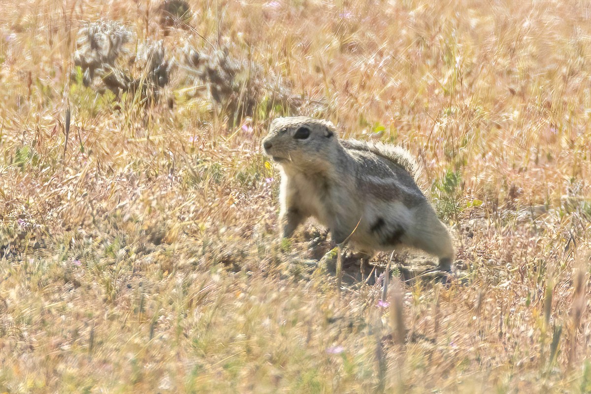 Nelson's Antelope Squirrel - ML637814208