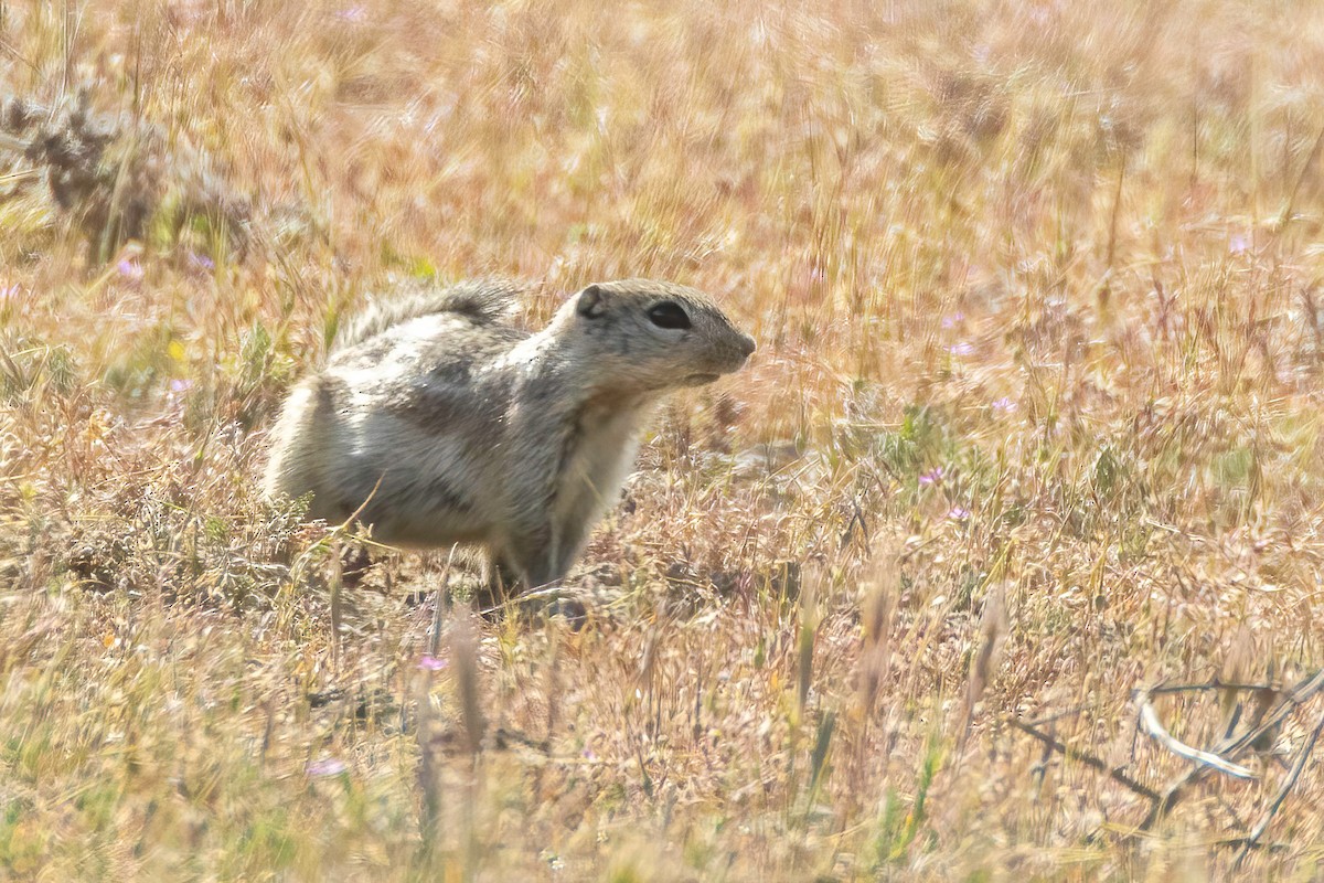 Nelson's Antelope Squirrel - ML637814210
