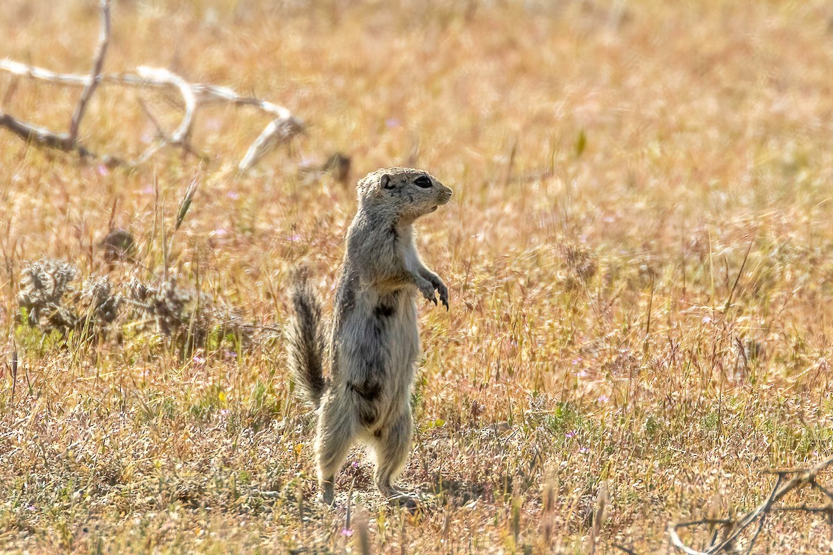 Nelson's Antelope Squirrel - ML637814211