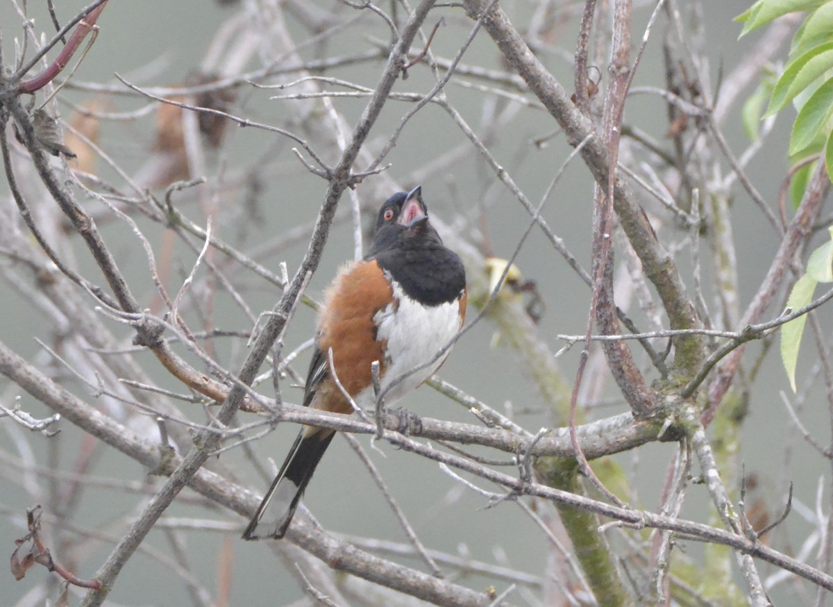 Spotted Towhee - ML637814258