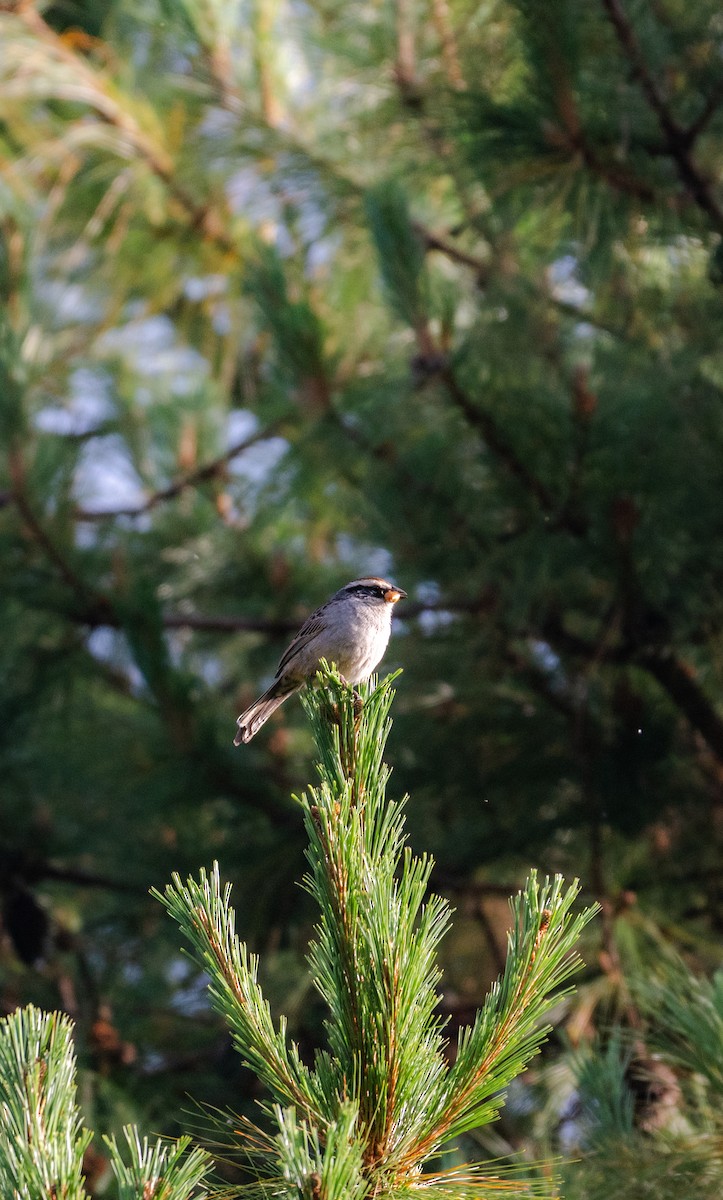 Striped Sparrow - ML637814291