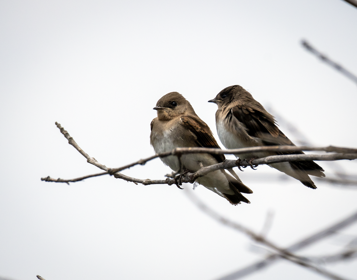 Northern Rough-winged Swallow - ML637814297