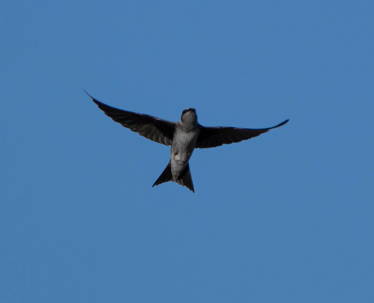 Purple Martin (hesperia) - ML637814309