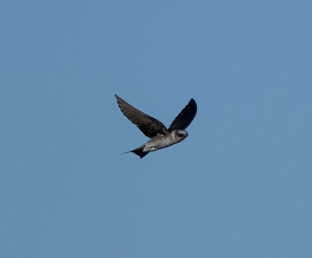 Purple Martin (hesperia) - ML637814310