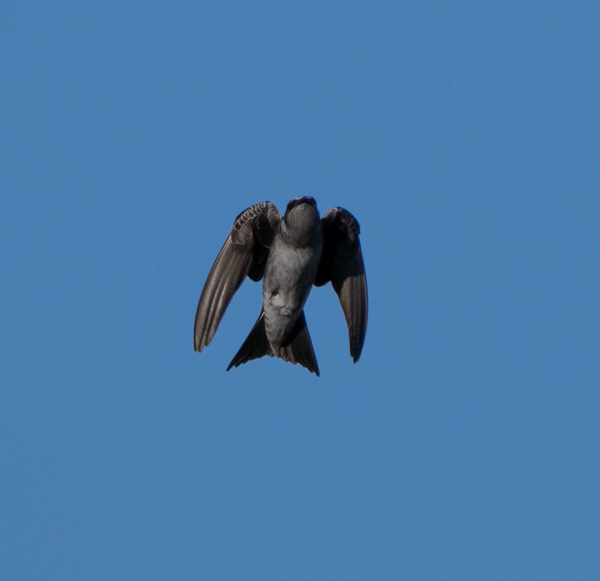 Purple Martin (hesperia) - ML637814311