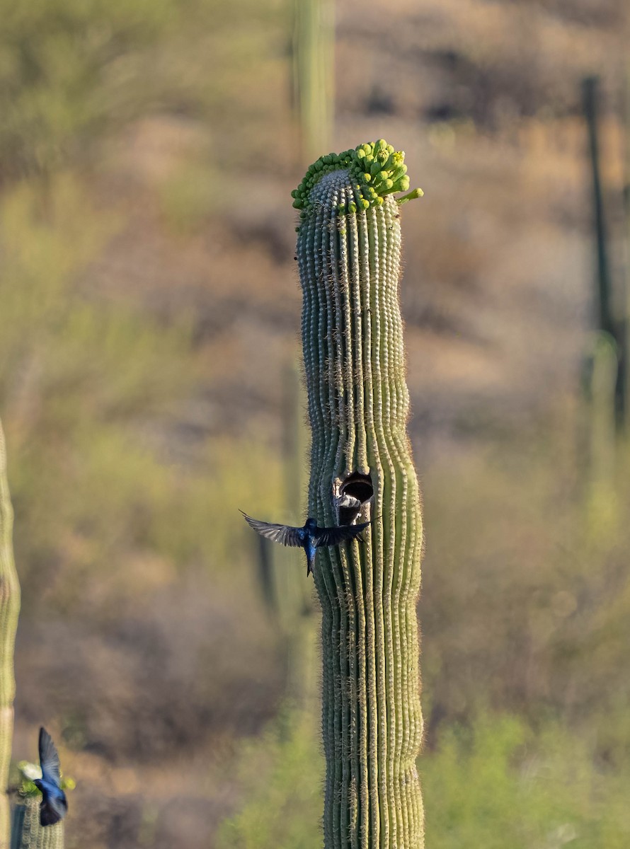 Purple Martin (hesperia) - ML637814317