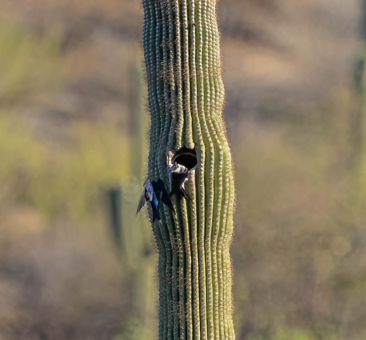 Purple Martin (hesperia) - ML637814318