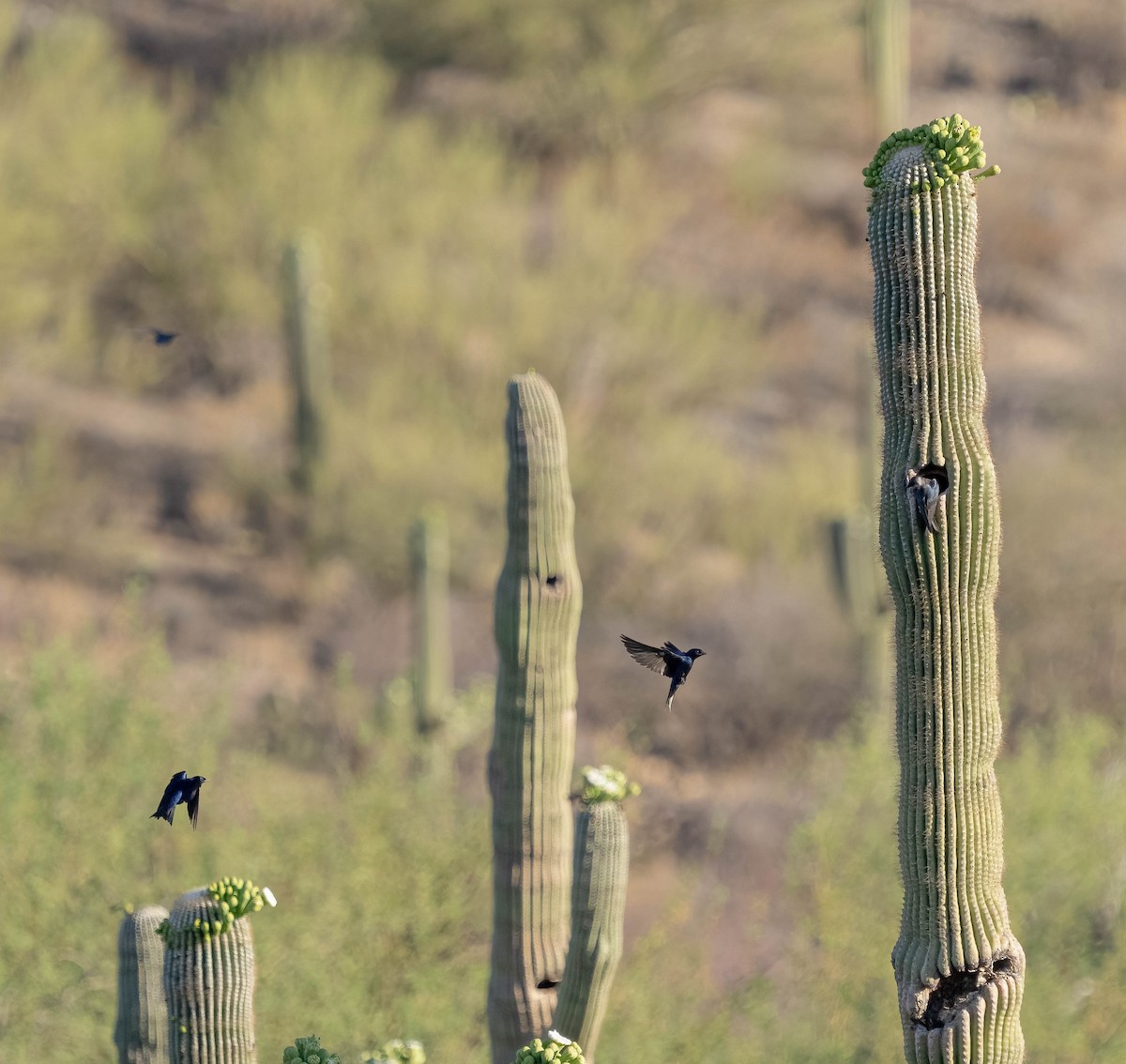 Purple Martin (hesperia) - ML637814319