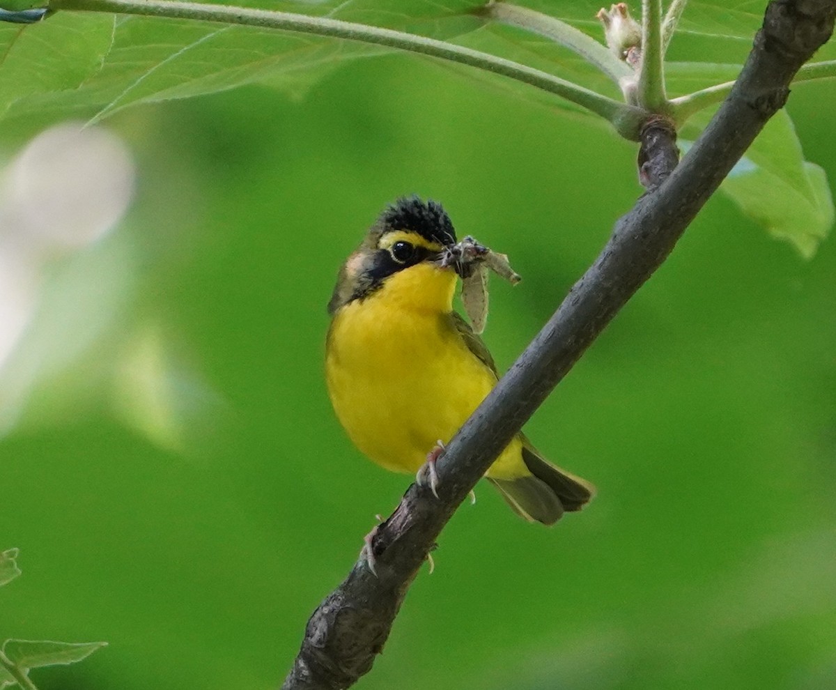 Kentucky Warbler - ML637814340