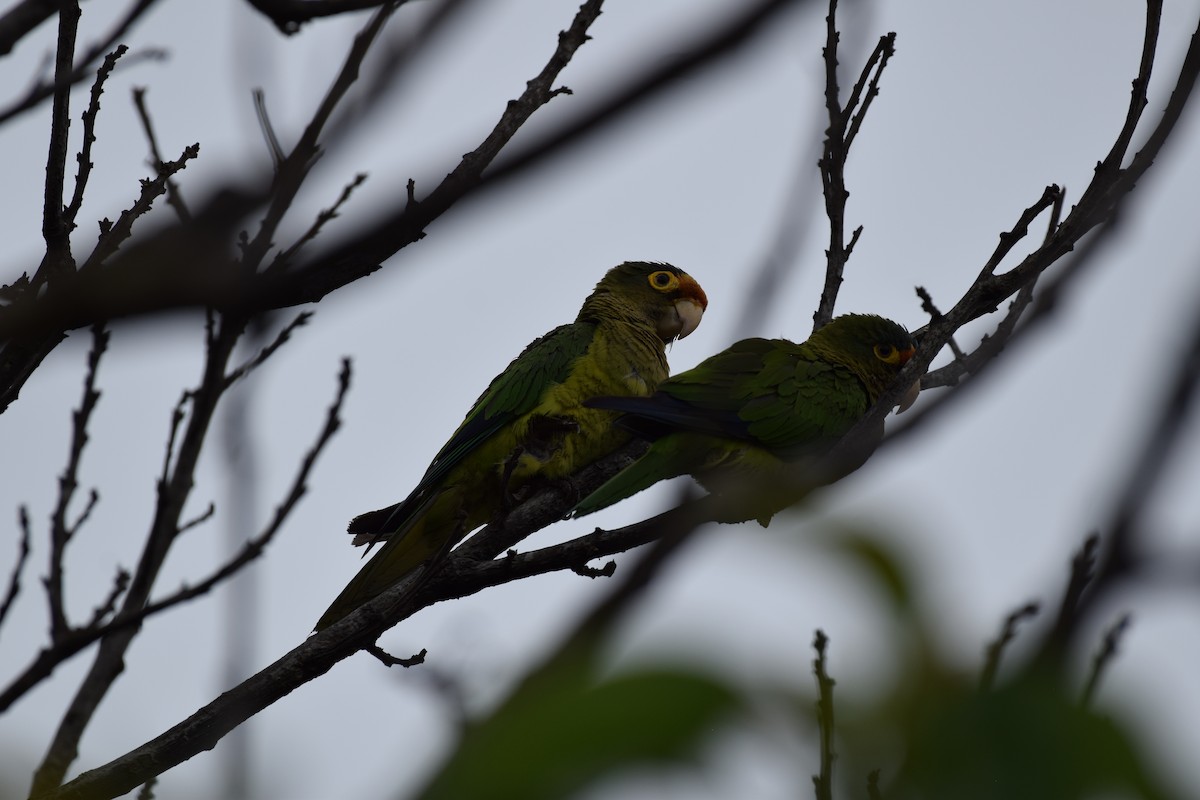 Orange-fronted Parakeet - ML637814391