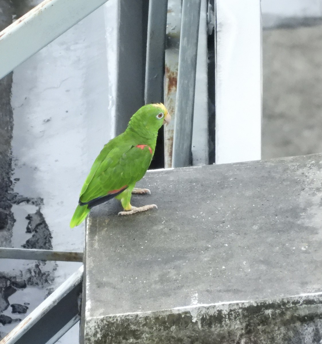 Yellow-crowned Amazon - ML637814407