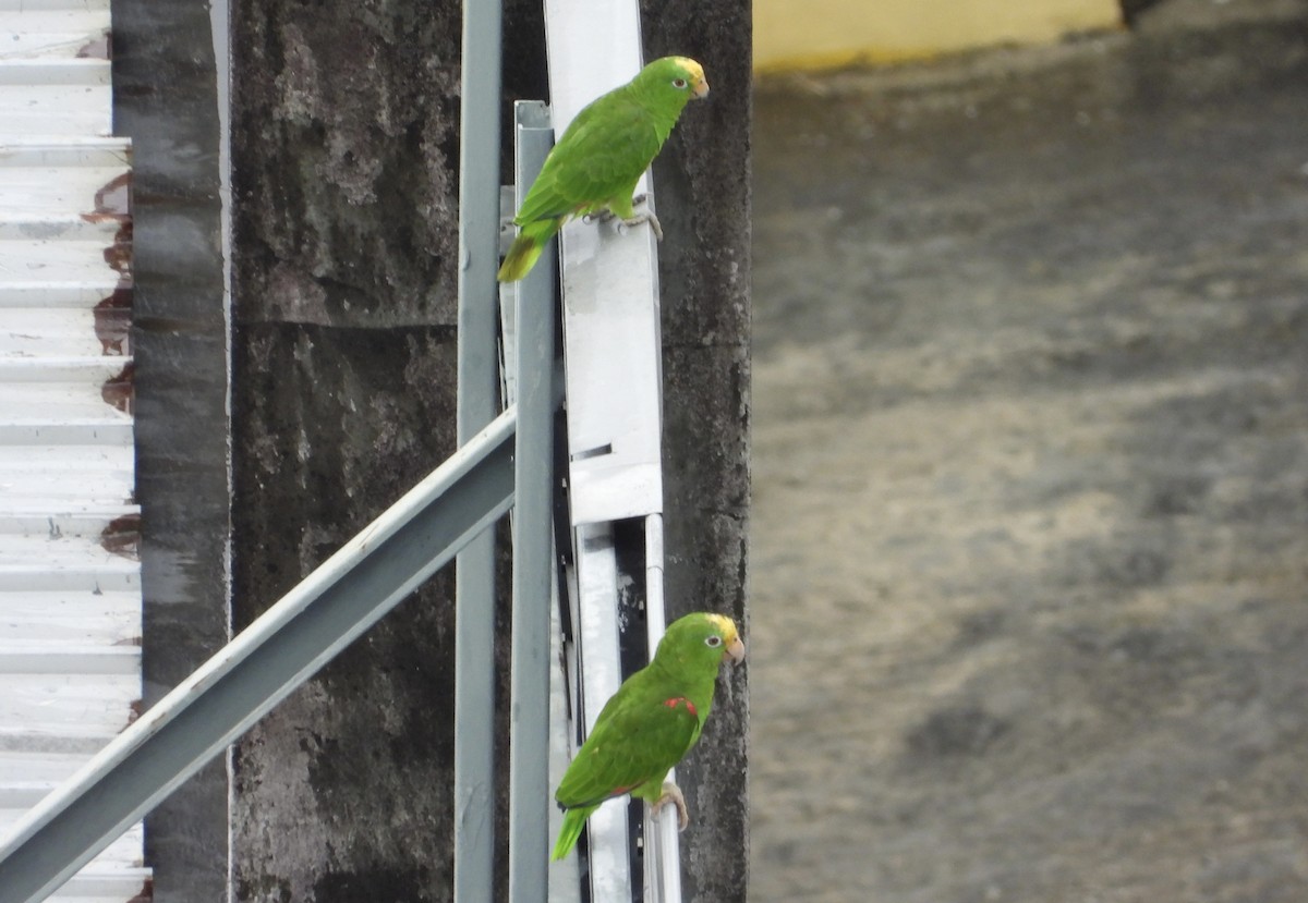 Yellow-crowned Amazon - ML637814408