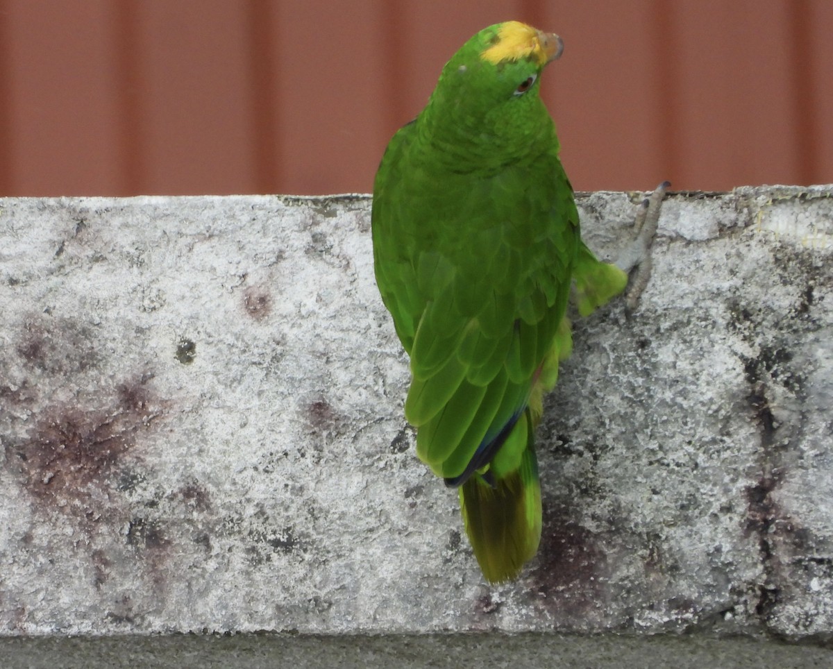 Yellow-crowned Amazon - ML637814409