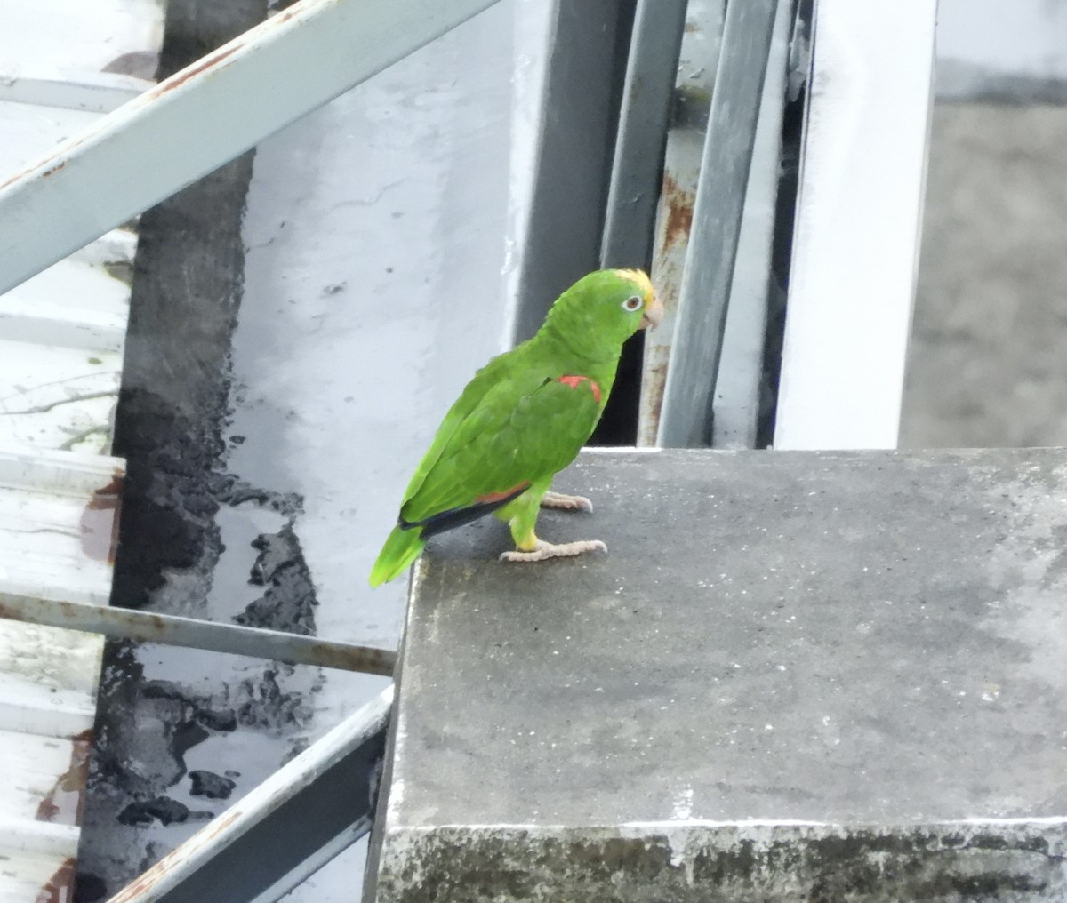Yellow-crowned Amazon - ML637814410