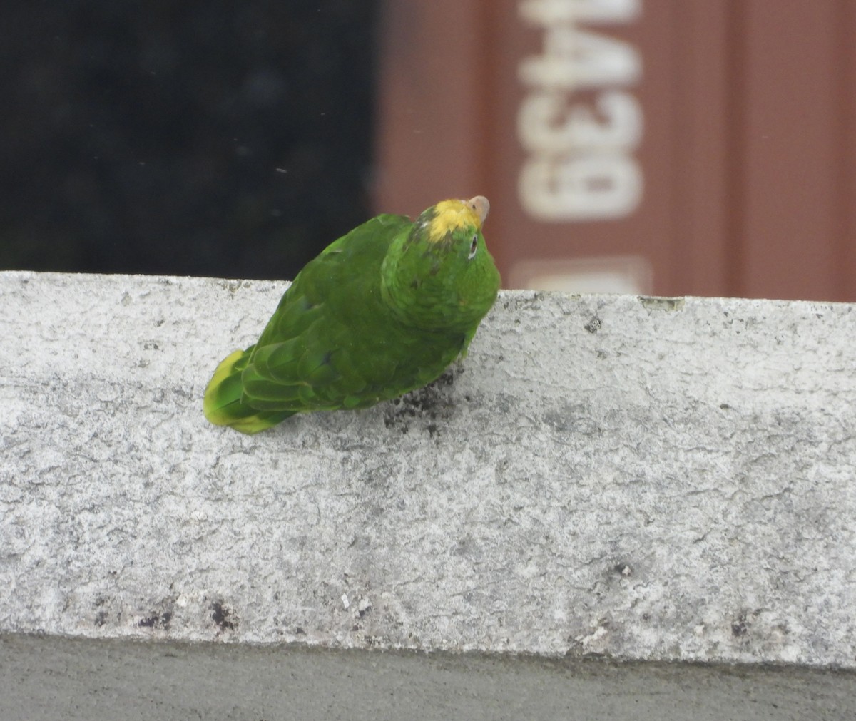 Yellow-crowned Amazon - ML637814411