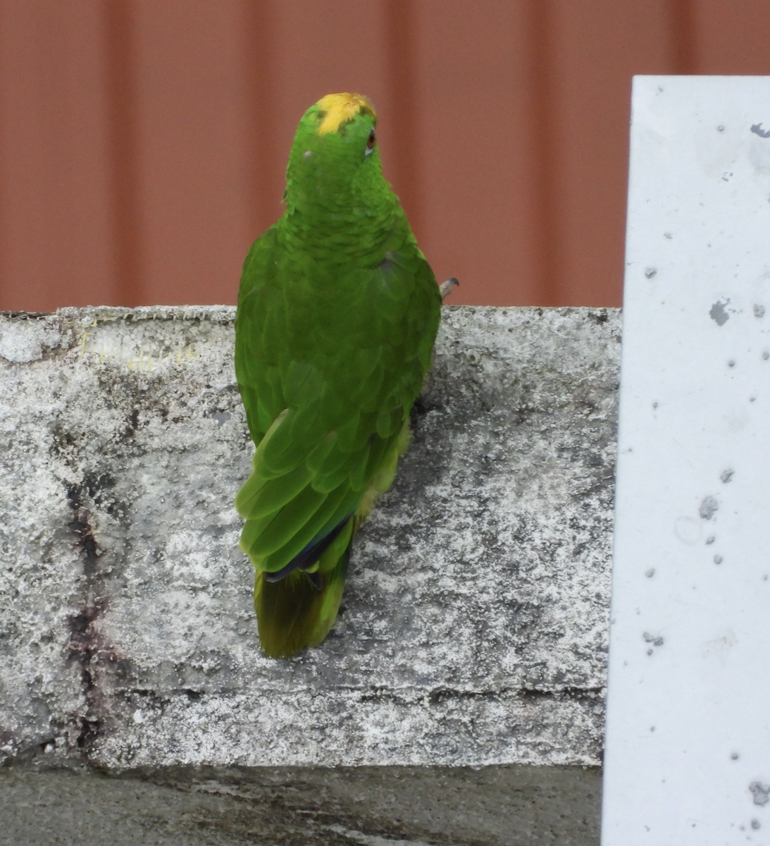 Yellow-crowned Amazon - ML637814412