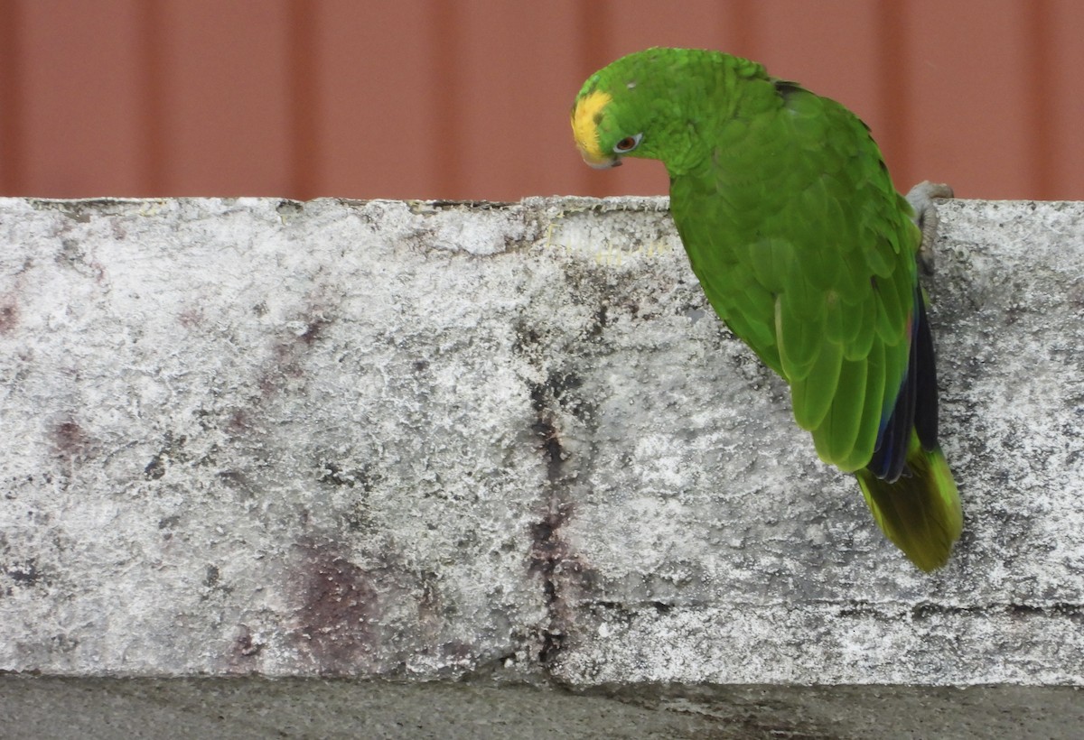 Yellow-crowned Amazon - ML637814413